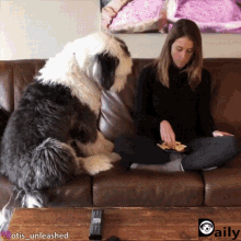 Funny Animals Dogs GIF - Funny Animals Dogs Fluffy GIFs
