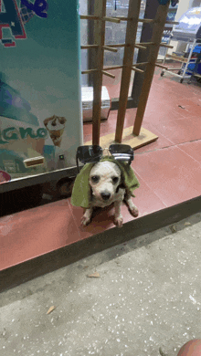 a small white dog with a green towel around its neck is sitting in front of a igloo ice cream machine