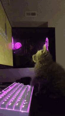 Gaming Cat Gaming Kitten GIF - Gaming Cat Gaming Kitten Cute Cat GIFs