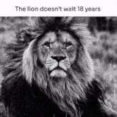a black and white photo of a lion with the words " the lion does n't wait 18 years " below it