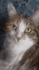 Kessio Cat Stare GIF - Kessio Cat Kessi Stare GIFs