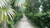 Forest Walking GIF - Forest Walking Bosque GIFs