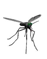 a mosquito with green eyes is flying in the air on a white background