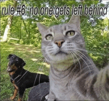 Cat Rule GIF - Cat Rule 6 GIFs