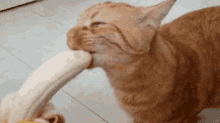 a close up of a cat eating a banana on the floor .