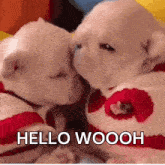 two puppies are kissing each other while wearing sweaters that say hello wooooh .