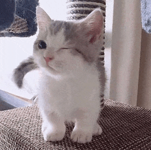 Kitten Cute GIF - Kitten Cute GIFs