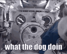 what the dog doin dog nasa space space station