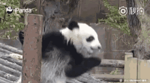 Busu03 Pandas GIF - Busu03 Pandas Funny Animals GIFs
