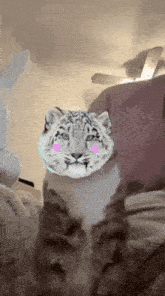 a snow leopard with pink cheeks is sitting on a couch looking at the camera .
