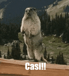 a ground squirrel standing on its hind legs with the word casi on the bottom right