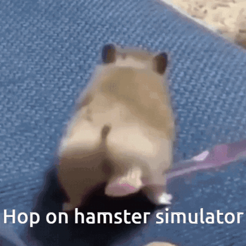 Hamster butt 2024