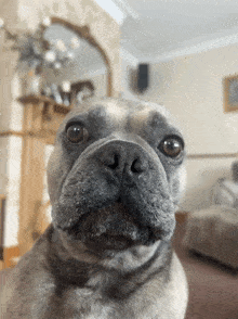 Dog Stare French Bulldog GIF