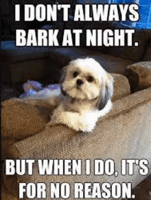 My Dog At Night GIF - My Dog At Night GIFs