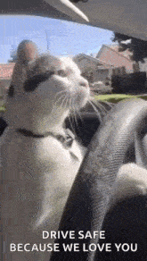 Cat Driving GIF