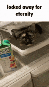 Locked Away For Eternity Cat GIF - Locked Away For Eternity Cat Cat Caption GIFs