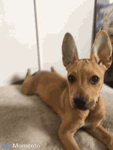 Toshi Dog GIF - Toshi Dog Cute GIFs