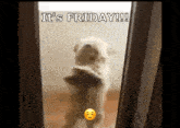 Dog Stand GIF - Dog Stand Puppy GIFs