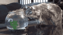 Cats Curios GIF - Cats Curios Fish Bowl GIFs
