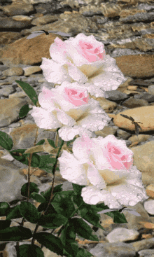 цветы розы GIF - цветы розы речка GIFs
