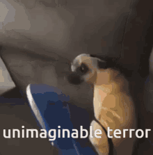 Terror Dog GIF - Terror Dog Flip GIFs
