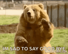 Bear Bye Bear GIF