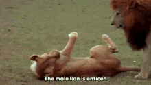 Sexy Sexual GIF - Sexy Sexual Lions GIFs