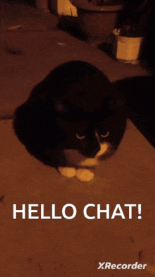 Muller Black Cat GIF - Muller Black Cat Hello Chat GIFs