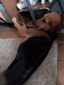 a brown and black dog laying on a couch next to a container of food
