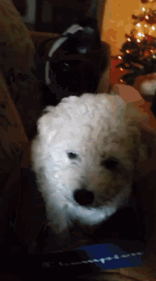 a small white dog is laying on a couch