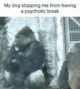 Gorilla Psychotic GIF - Gorilla Psychotic Dog GIFs