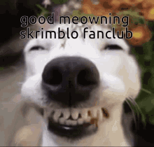 Skrimblo Fanclub Good Meowning GIF