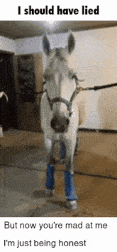 a horse wearing blue socks is standing in a room