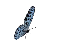 a blue butterfly with black spots on its wings is flying on a white background .