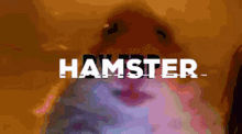 Hamster Reis GIF - Hamster Reis GIFs