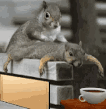 Squirrel Spa GIF