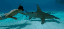 touching a shark great hammerhead shark hammerhead shark under water aquatics