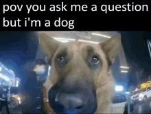 Dog Question GIF - Dog Question Pov GIFs