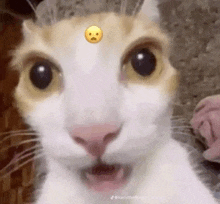 a close up of a cat with a smiley face on its head .