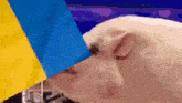 a pig sniffing a blue and yellow flag
