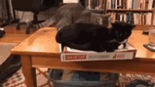 Cats Play GIF - Cats Play Table GIFs