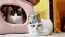 Oh Hell No Cat GIF - Oh Hell No Cat Aww Hell Nah GIFs