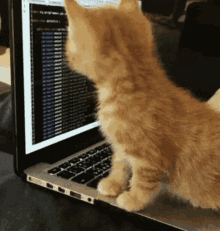 Kitten Keybo GIF - Kitten Keybo Lap GIFs