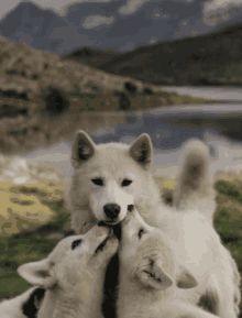 Dogs Lick GIF - Dogs Lick Puppies GIFs