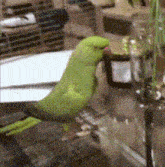 a green parrot with a red beak is sitting on a counter