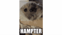 Hampter GIF - Hampter GIFs