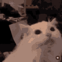 Cat Snaps GIF - Cat Snaps GIFs