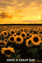 Sunflower Yellow Sky GIF - Sunflower Yellow Sky Sun Set GIFs