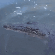 Attack Crocodile GIF - Attack Crocodile Alligator GIFs
