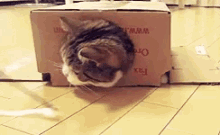 Cat Box GIF - Cat Box Transform GIFs